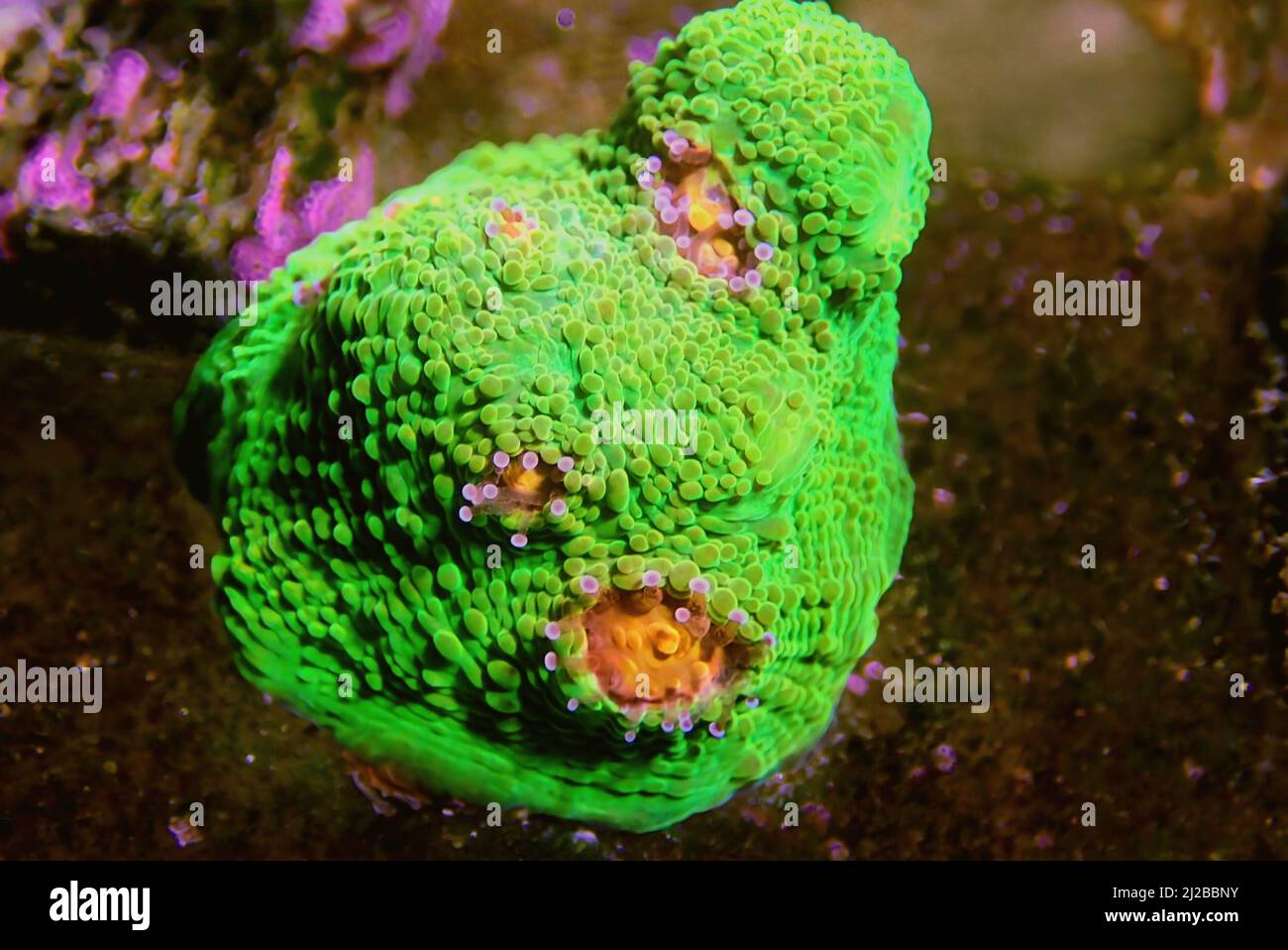 Incredibile fotografia su Chalice grande polips lapideo corallo Foto Stock