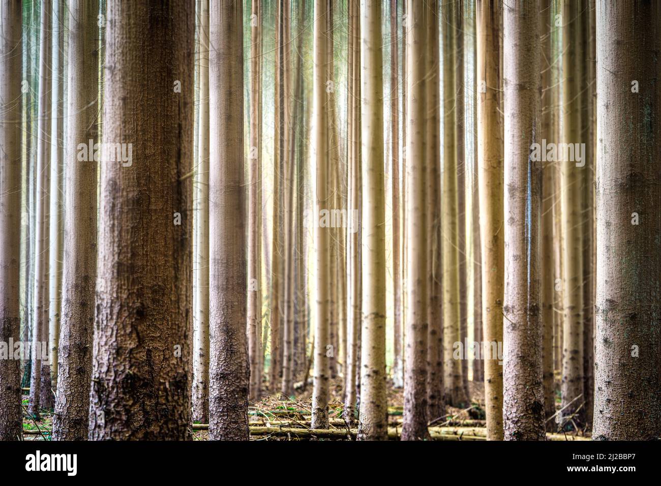 Boschetto di pini piantati in linea retta, foresta natura paesaggio sfondo lungo e alto tronchi closeup Foto Stock