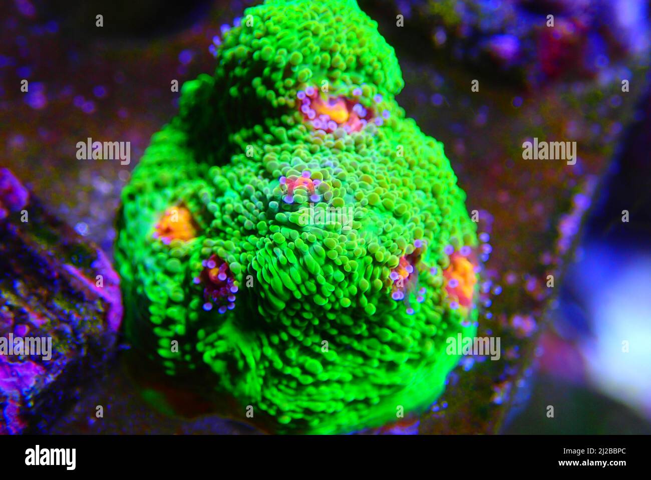 Incredibile fotografia su Chalice grande polips lapideo corallo Foto Stock