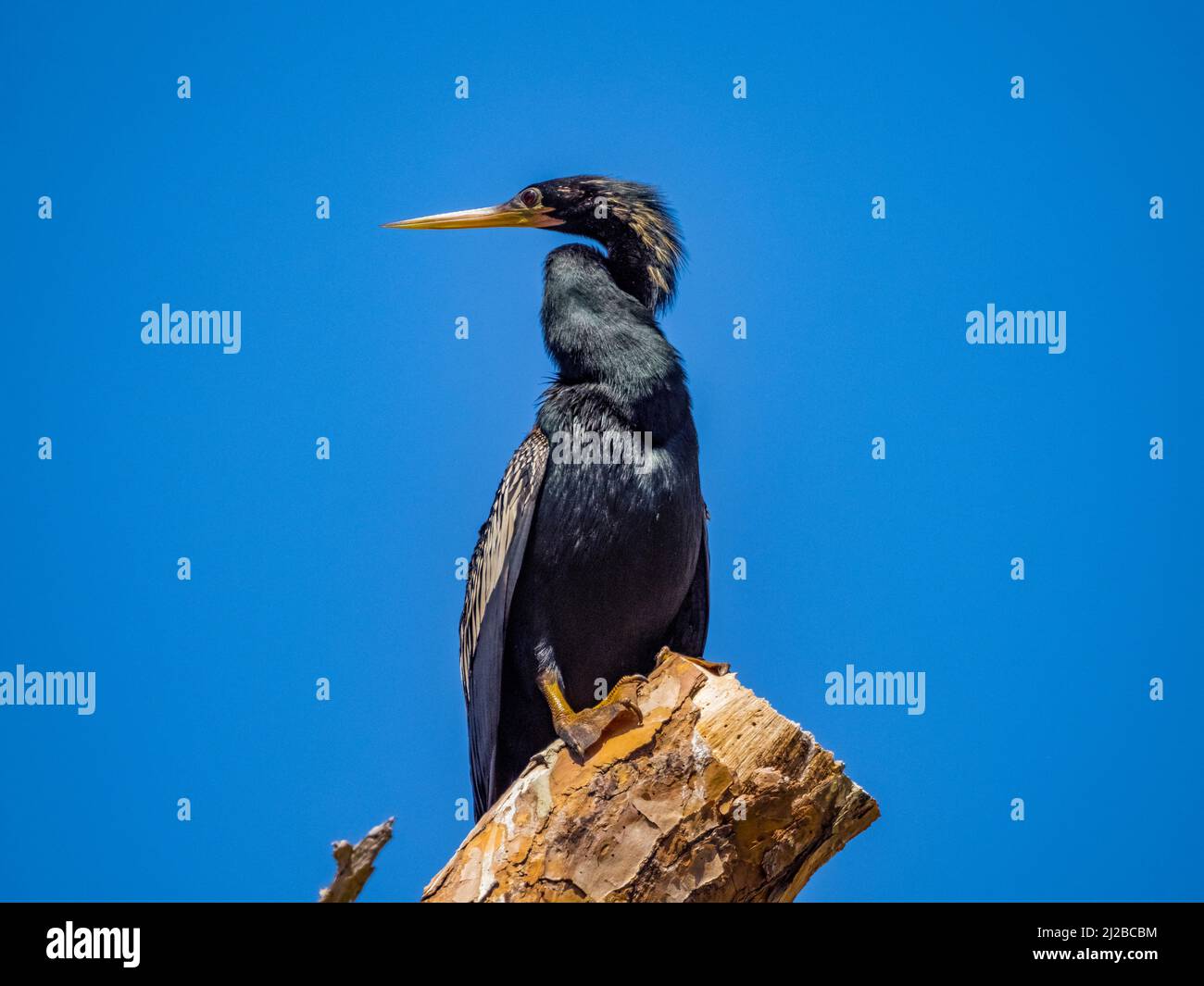 Anhinga uccello seduto su un albero morto contro un cielo blu nel sud-ovest Florida Stati Uniti Foto Stock