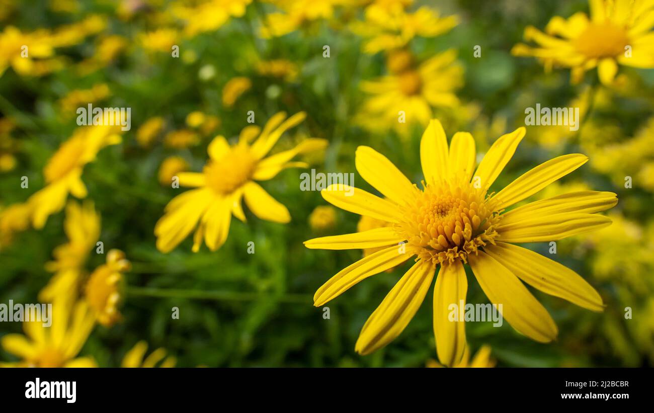 Primo piano delle margherite gialle in un giardino Foto Stock