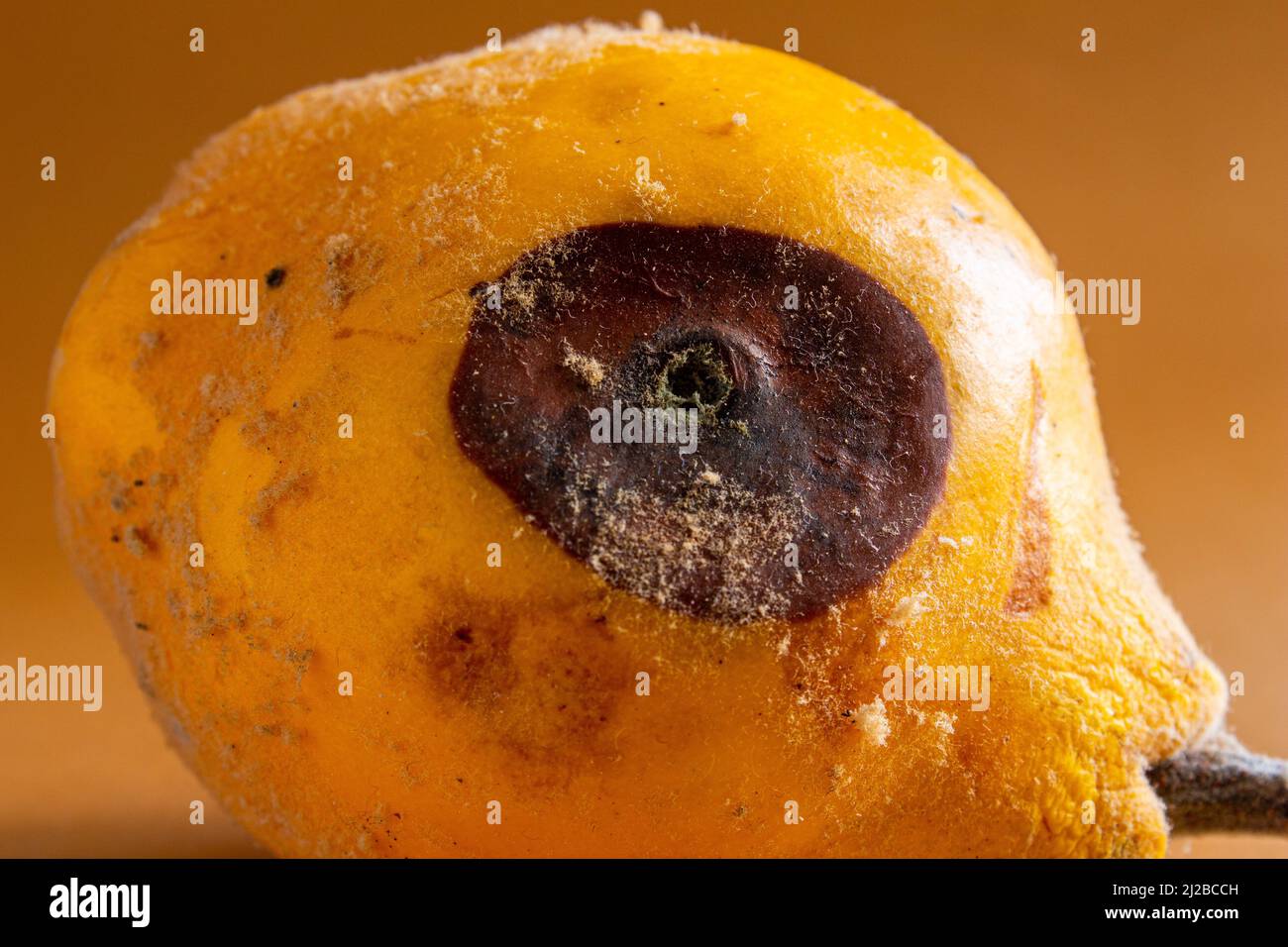 Cotogna ammuffita. Primo piano di foto di frutta di cotogna marcio su sfondo colorato. Concetto di spreco di cibo. Muffa coperto cibo. Attendere a lungo. Foto Stock