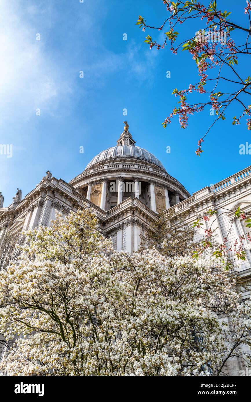 La cupola della famosa Cattedrale di St Pauls, Londra. Primavera con fiori di ciliegio rosa e bianco, che circondano la bella architettura di Sir Chris Foto Stock