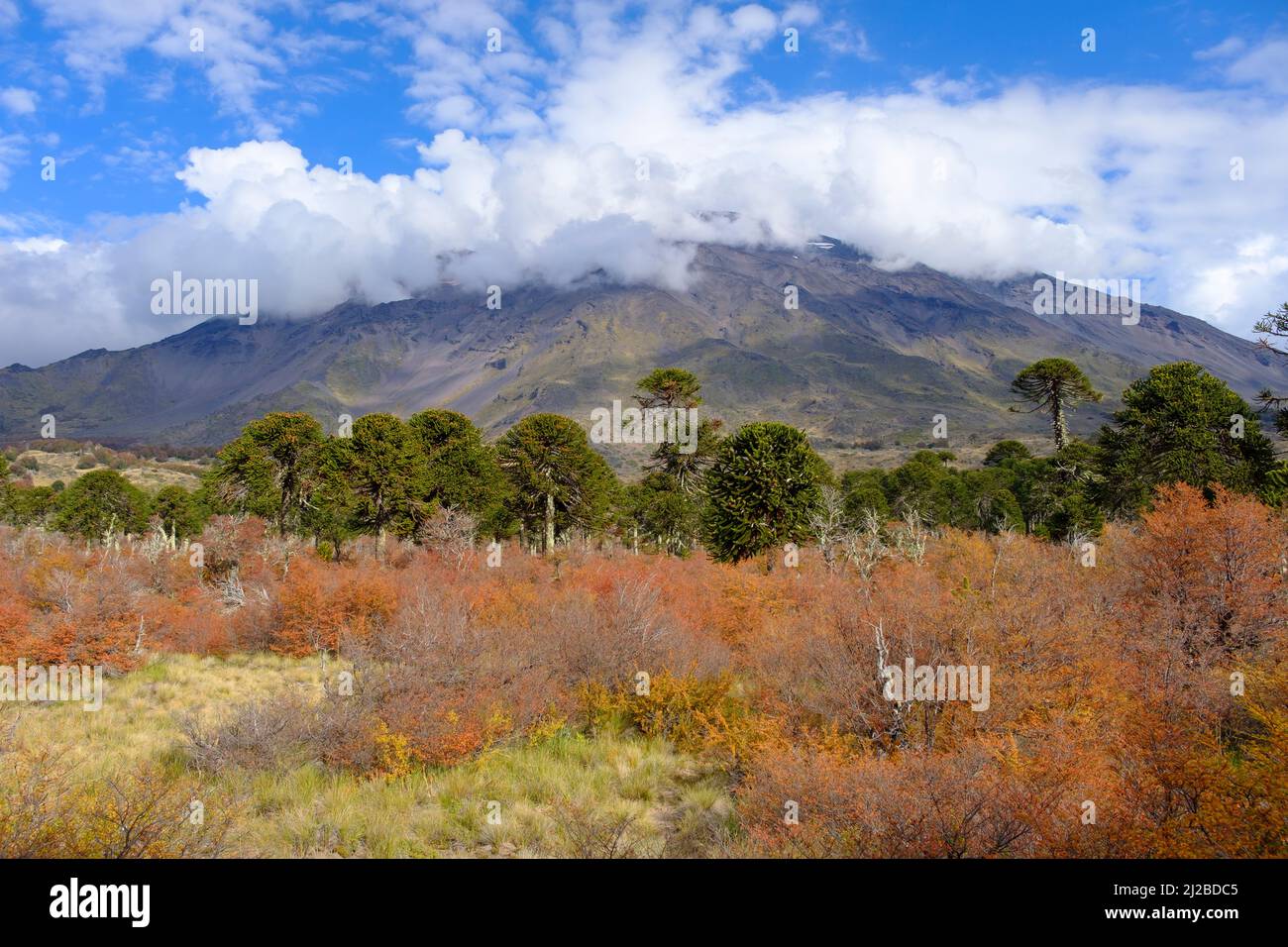 Parco Nazionale di Villarrica. Regione di Araucania. Cile. Foto Stock