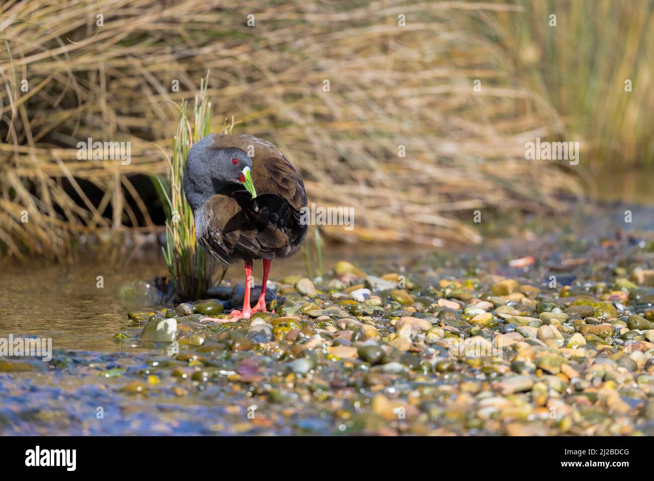 Ferrovia Plumbea (Pardirallus sanguinolentus) in un piccolo torrente coperto di vegetazione. Chiloé. Regione di Los Lagos. Cile. Foto Stock