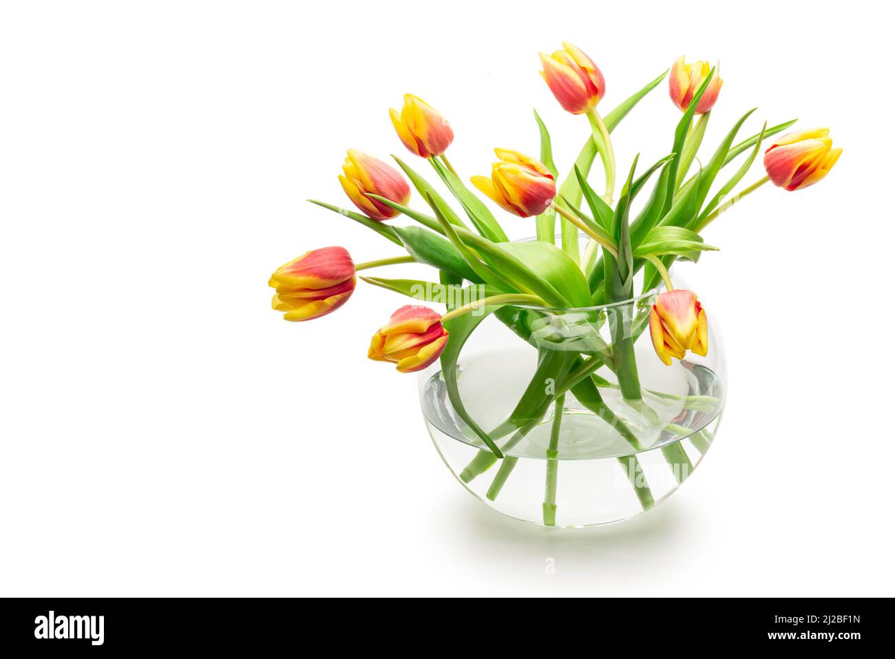 Bouquet tulipano in vaso isolato su sfondo bianco Foto Stock