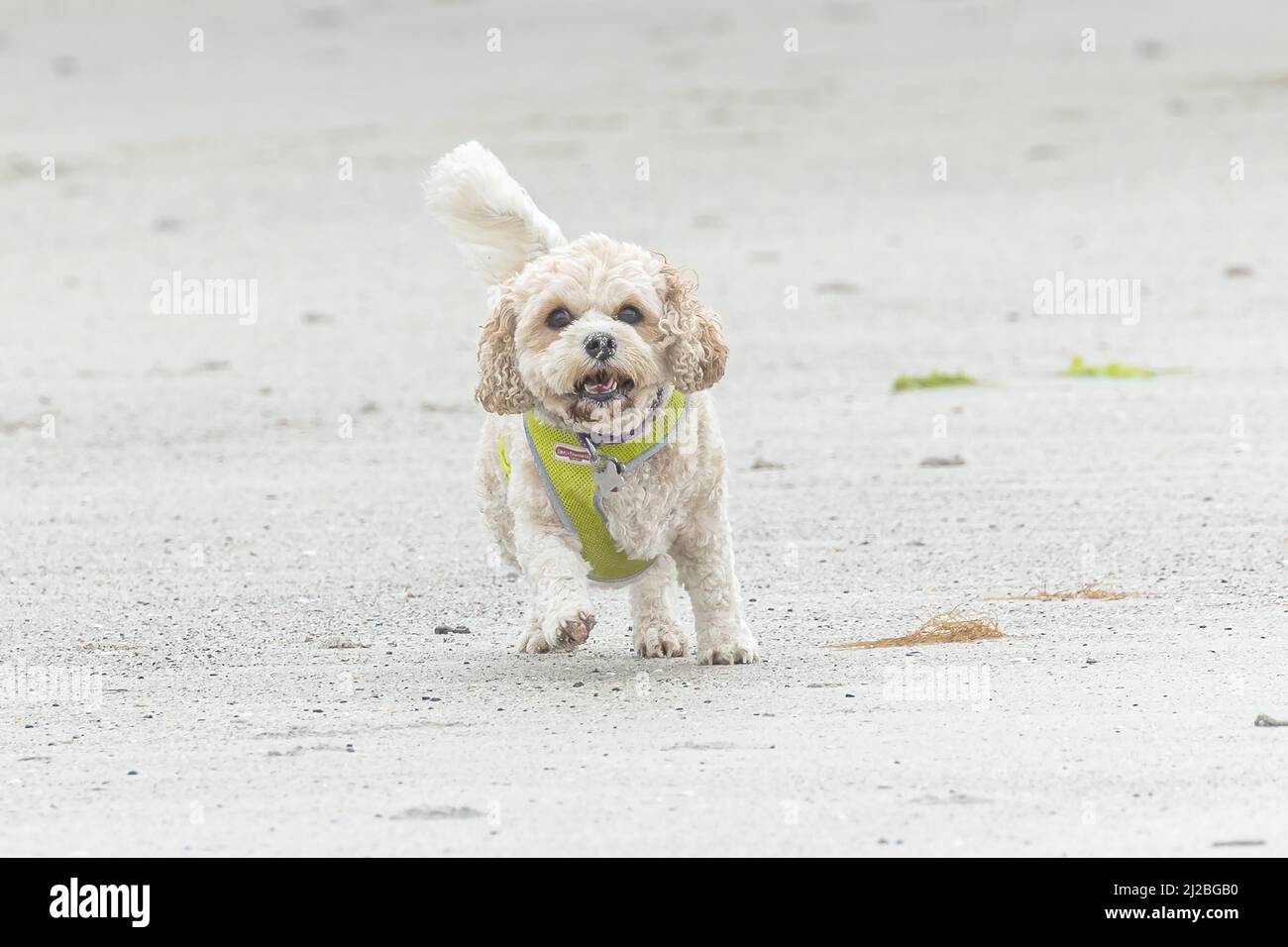 Un'azione di un Labradoodle in miniatura che corre verso la macchina fotografica sulla spiaggia di Calgary, sull'isola di Mull, Scozia. Foto Stock