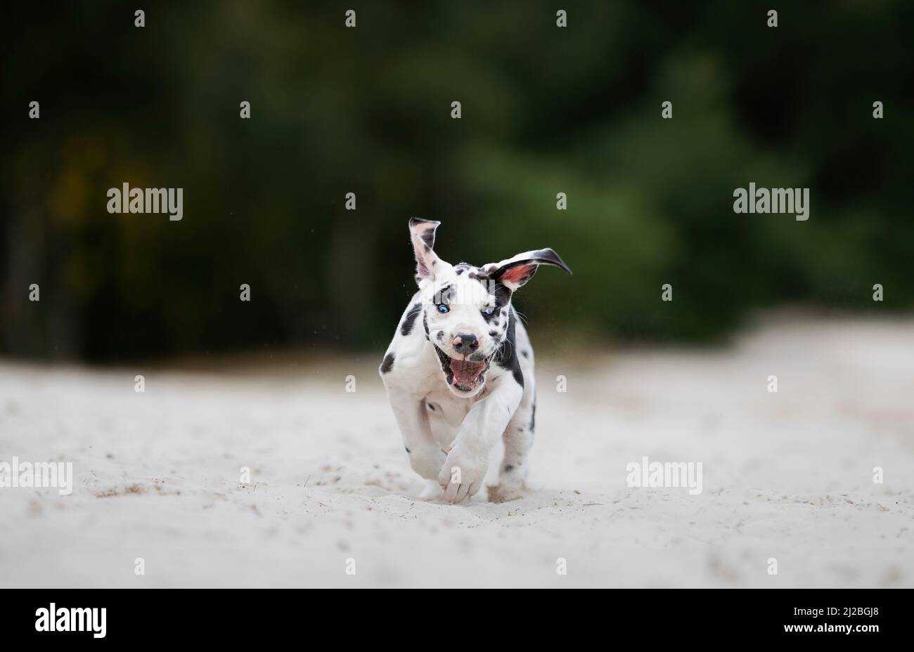 Cane che corre nella sabbia Foto Stock