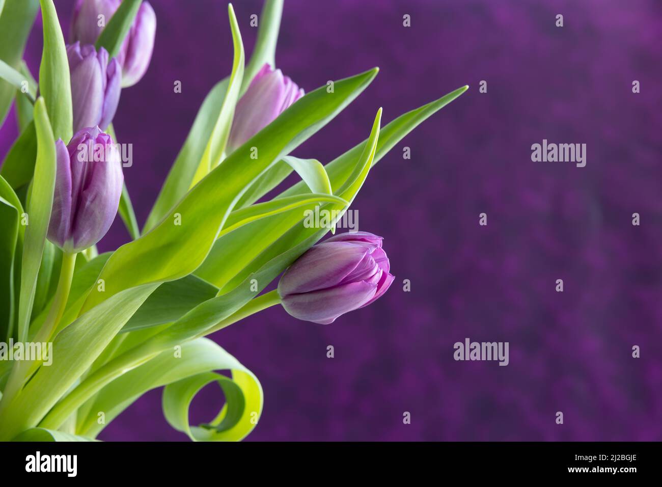 Tulipani viola su sfondo viola scuro con spazio copia Foto Stock