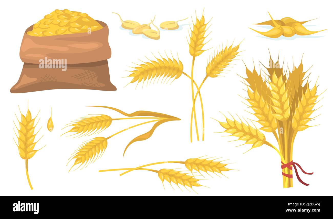 Set di elementi piatti di grano giallo maturo, punte e grani. Cartoon orzo o cereale isolato vettore illustrazione raccolta. Pianta vegana, agricolo Illustrazione Vettoriale
