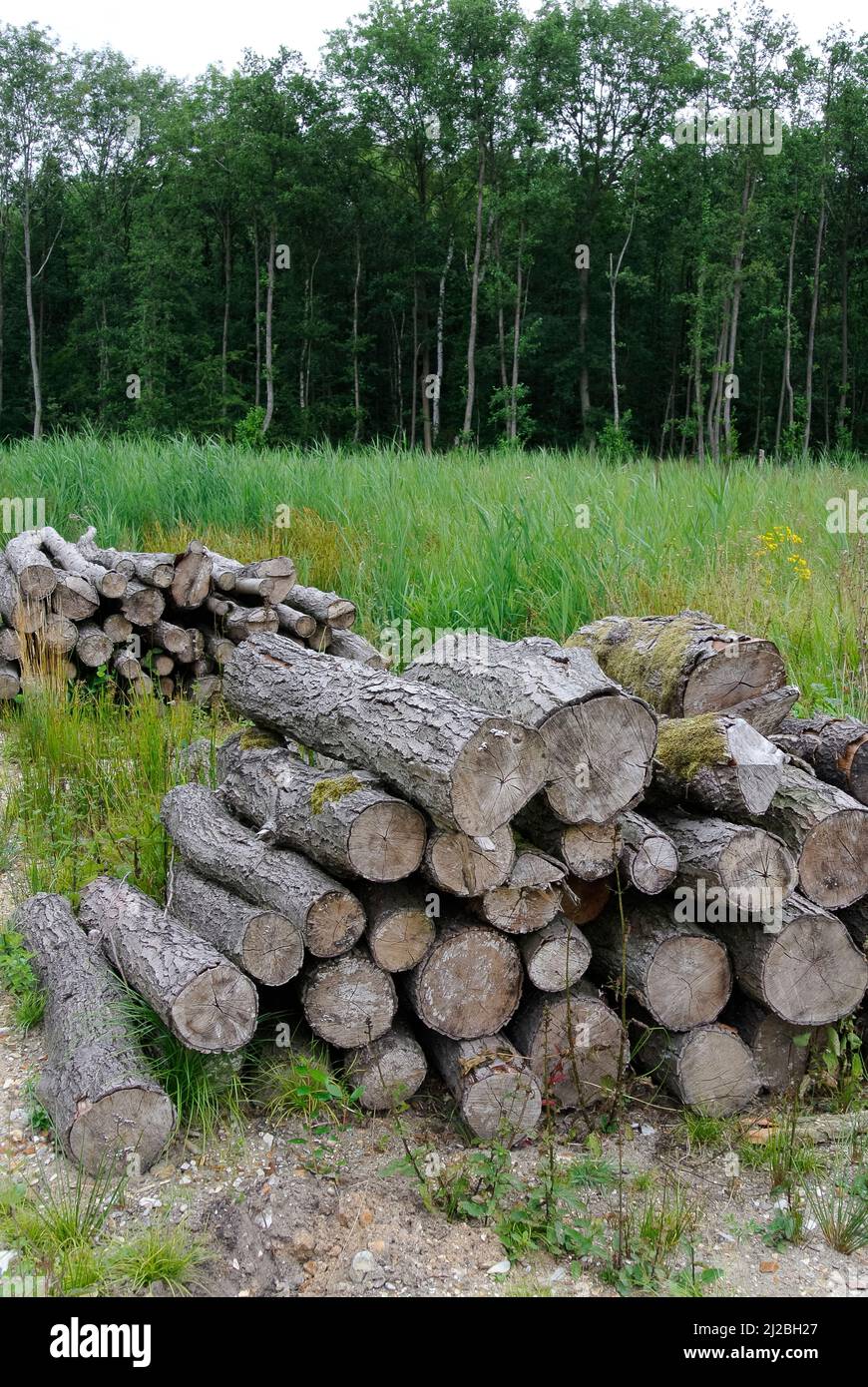 Ontano, Alnus glutinosa, cancellata alder carr con logpile e bosco rimanente in background. Foto Stock
