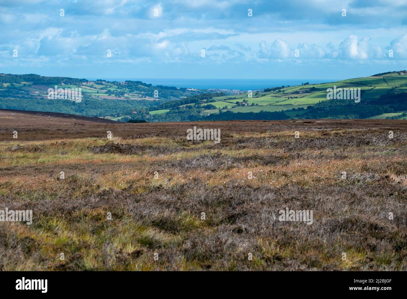 Vista di heather moorland con Whitby in distanza, North York Moors National Park. Foto Stock