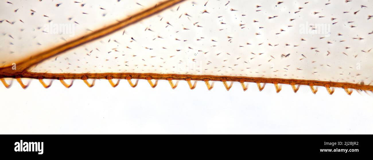 API mellifera, ganci ad ala, fotomicrografo a campo chiaro Foto Stock