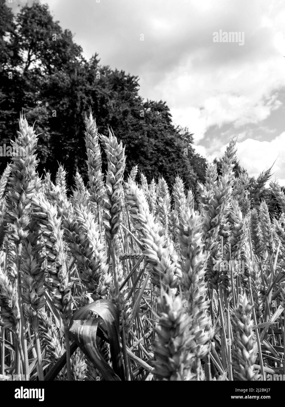 Primo piano di spighe di grano, in bianco e nero, in un campo nei campi di Chiltren, Inghilterra, Regno Unito Foto Stock