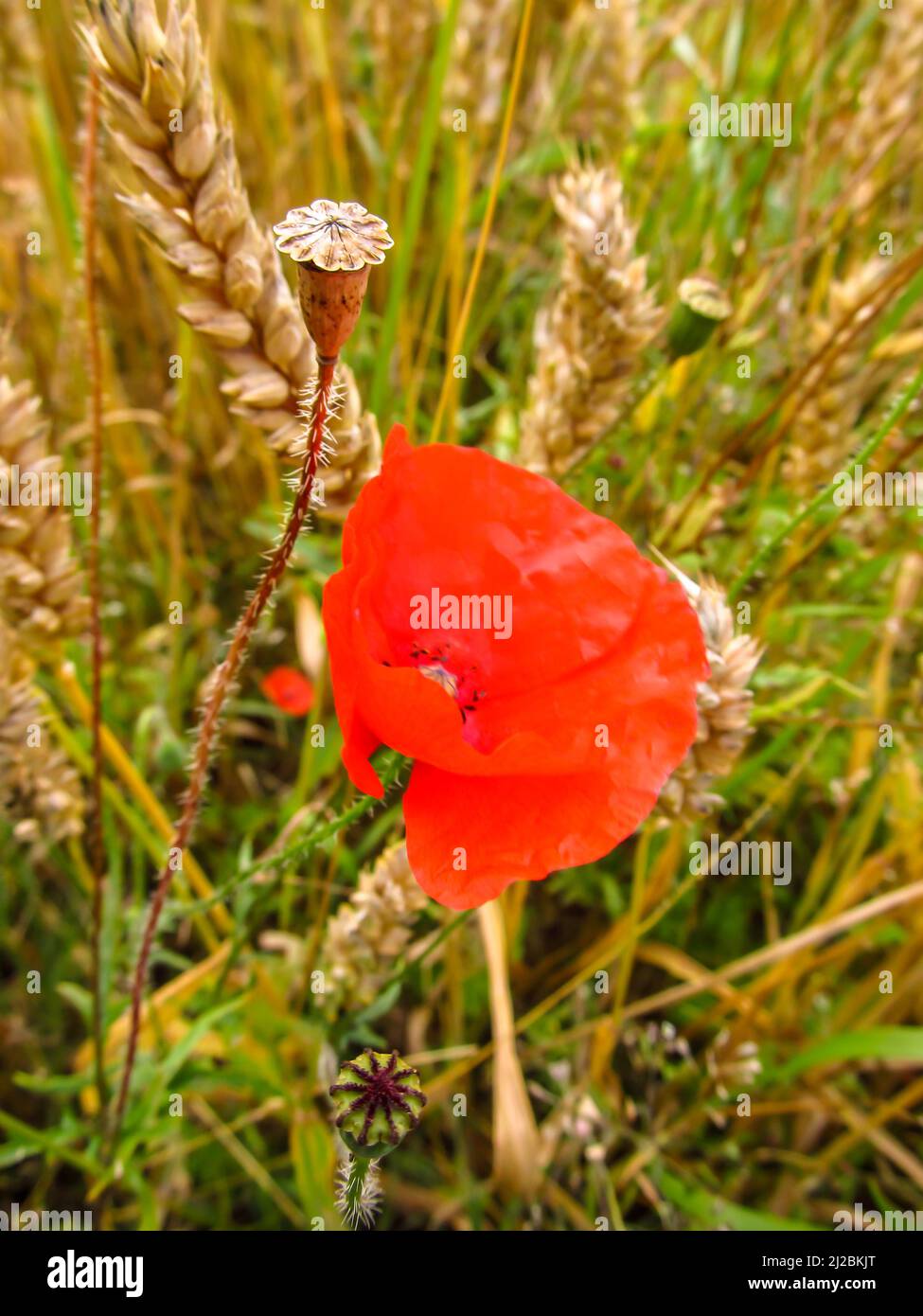 Un Poppy rosso delle Fiandre, rhoeas del papaver, fiore circondato da steli di grano, in un campo nelle colline del Chiltern, Inghilterra del sud Foto Stock