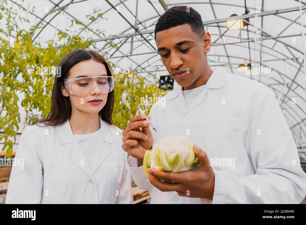 Bottanista africano americano che tiene la siringa e cavolfiore vicino collega in serra Foto Stock