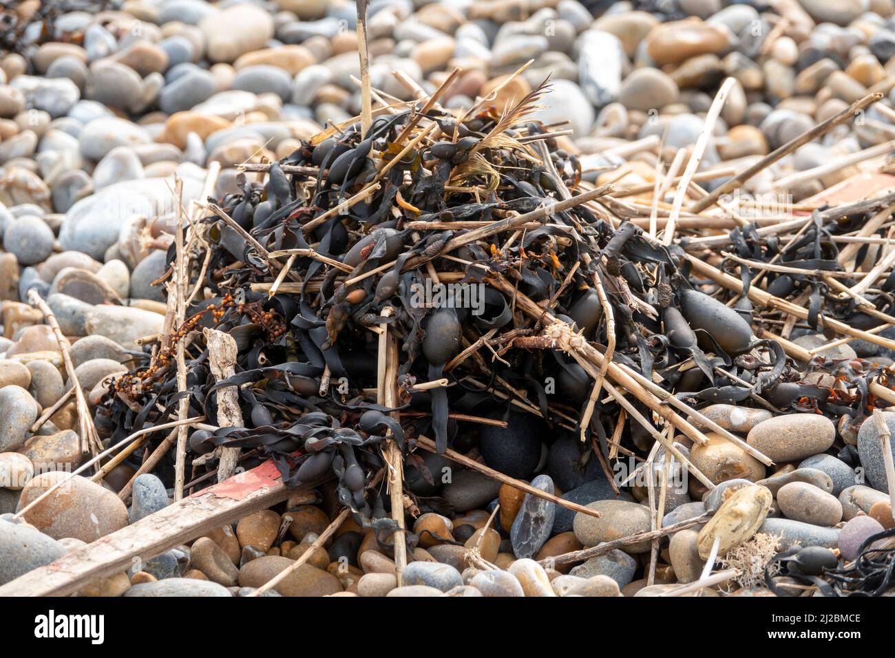 Un piccolo mucchio di rifiuti leggeri, tra cui alghe secche su una spiaggia di ciottoli Foto Stock