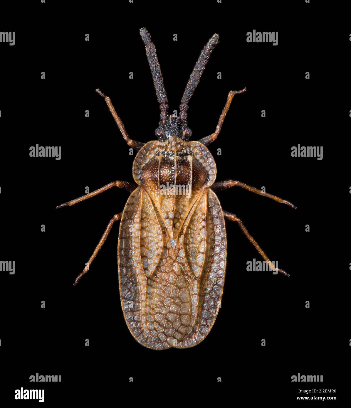 Pizzo bug, albero bug, Tingis crassicornis. Immagine macro campo scuro, vista habitus Foto Stock