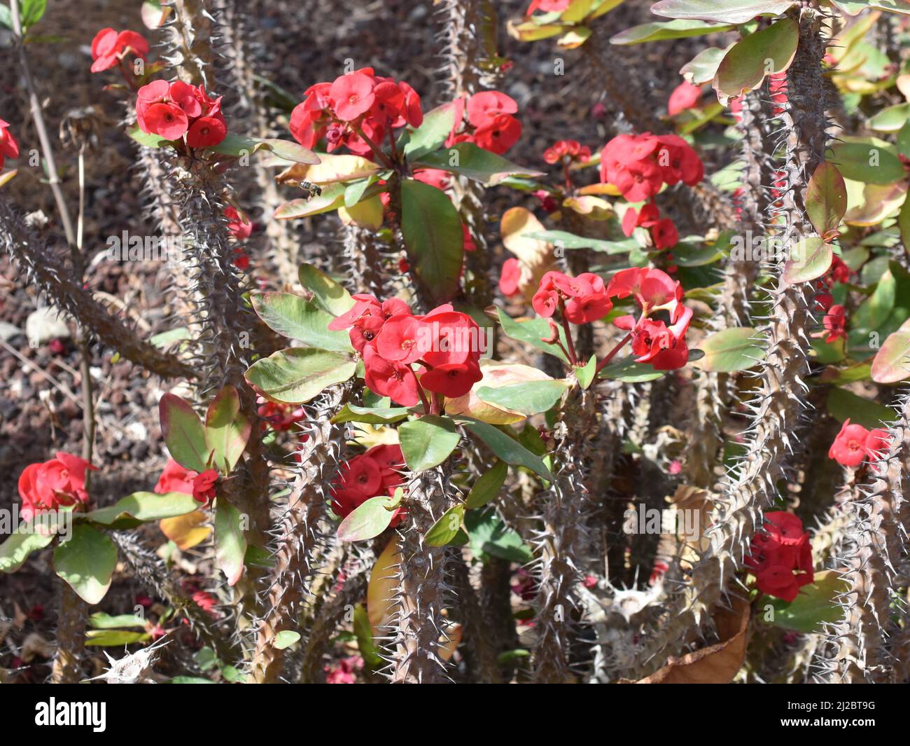 Fioritura rossa di Cristo spina pianta Euphorbia milli con spine acuminate Foto Stock Fioritura rossa di Cristo spina pianta Euphorbia milli con spine acuminate Foto Stock