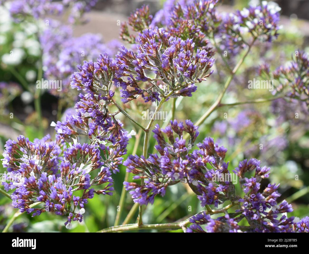 Lavanda di mare Limonio perezii fiorito con piccoli fiori bianchi e porpora Foto Stock