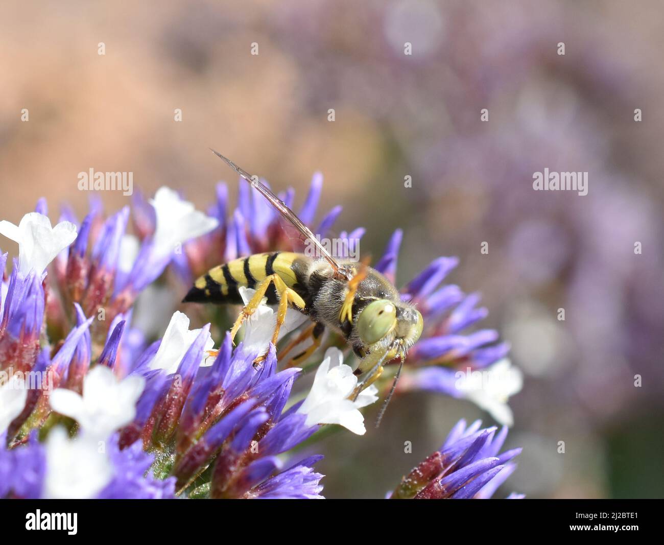 La sabbia vespa bembix flavescens bere nettare in un fiore di Limonio Foto Stock