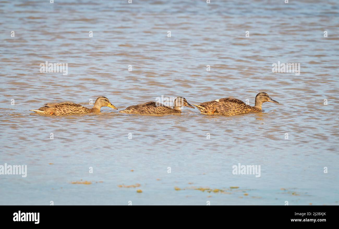 Tre anatre di mallardo che nuotano in linea in una delle lagune a RSPB Titchwell sulla costa nord di Norfolk, Inghilterra, Regno Unito Foto Stock