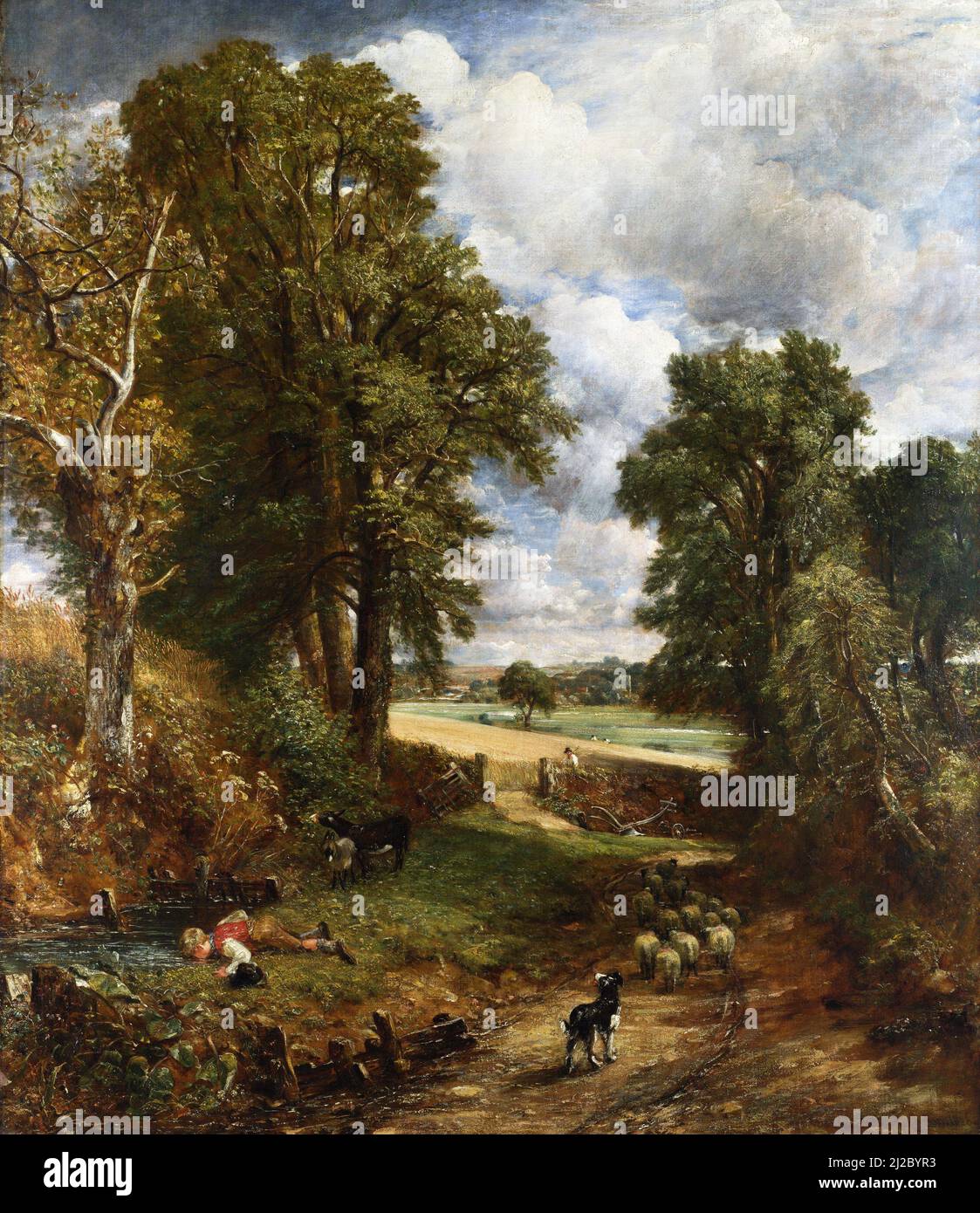 The Cornfield di John Constable (1776-1837), olio su tela, 1826. Constable si riferiva al dipinto come 'il ragazzo bevente'. Foto Stock