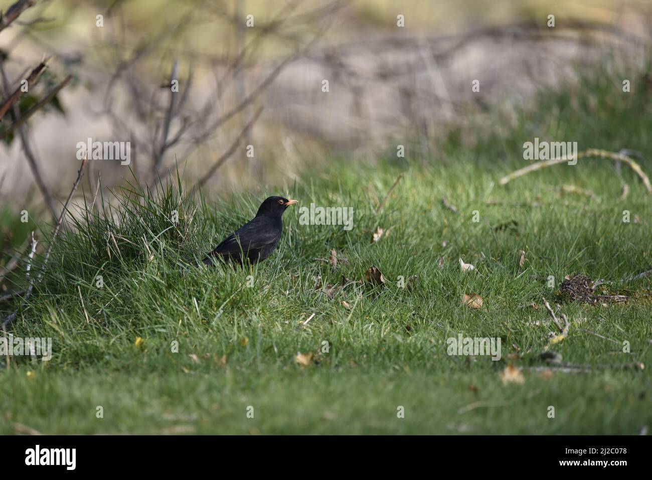 Maschio Blackbird comune (Turdus merula) in piedi a sinistra dell'immagine su erba accanto alla riva del fiume, nel profilo destro, con spazio copia a destra, nel Regno Unito in primavera Foto Stock