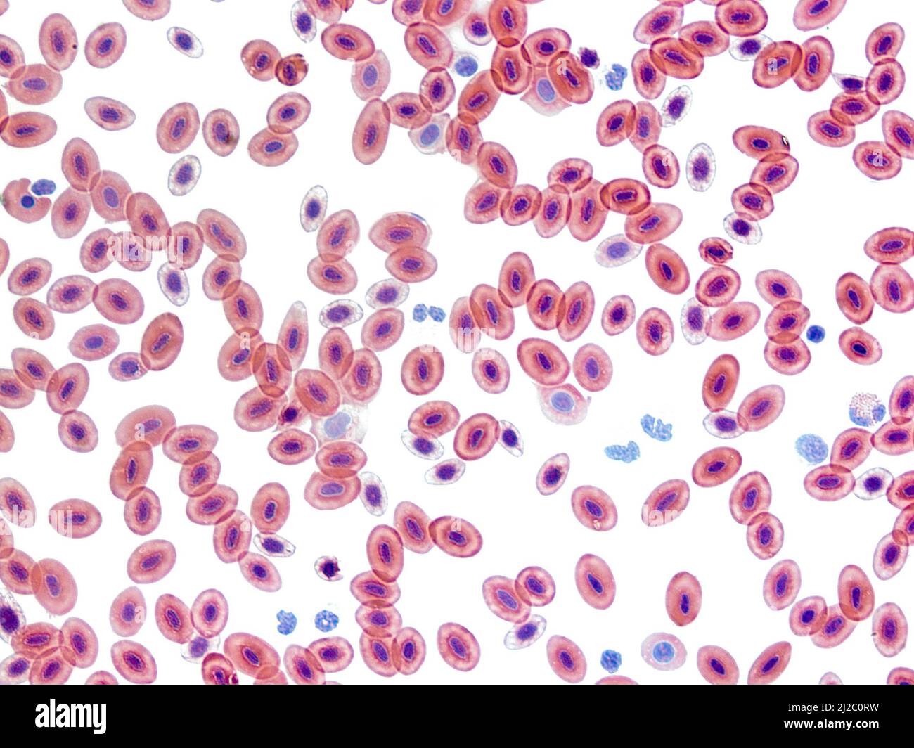 Sangue di rana, microscopia leggera. A differenza degli eritrociti di mammifero (globuli rossi), gli eritrociti di rana maturi trattengono i loro nuclei. Ingrandimento: X400. Foto Stock