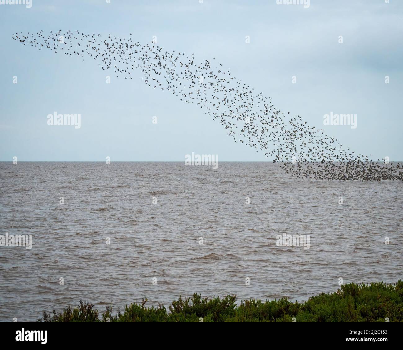 Red Knot e altri uccelli acquatici che mormorano sopra il lavaggio a RSPB Snettisham in Norfolk come una marea primaverile alta li costringe fuori dai banchi di fango. Foto Stock