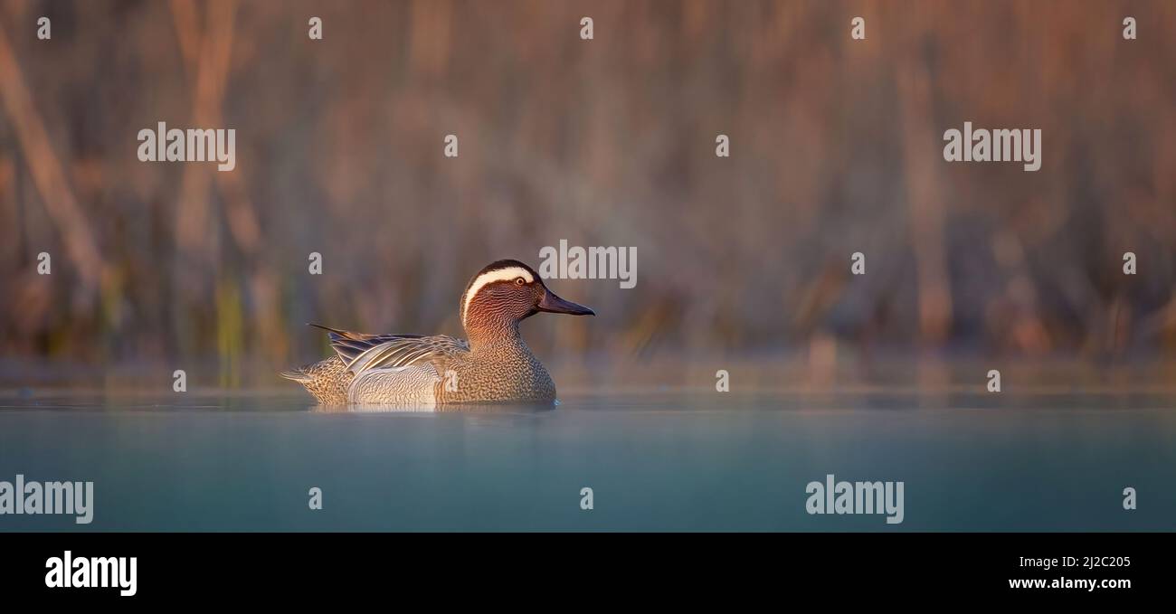 La spatola querquidula galleggia sulla superficie dell'acqua stupefacente nei raggi del sole, la foto migliore. Foto Stock