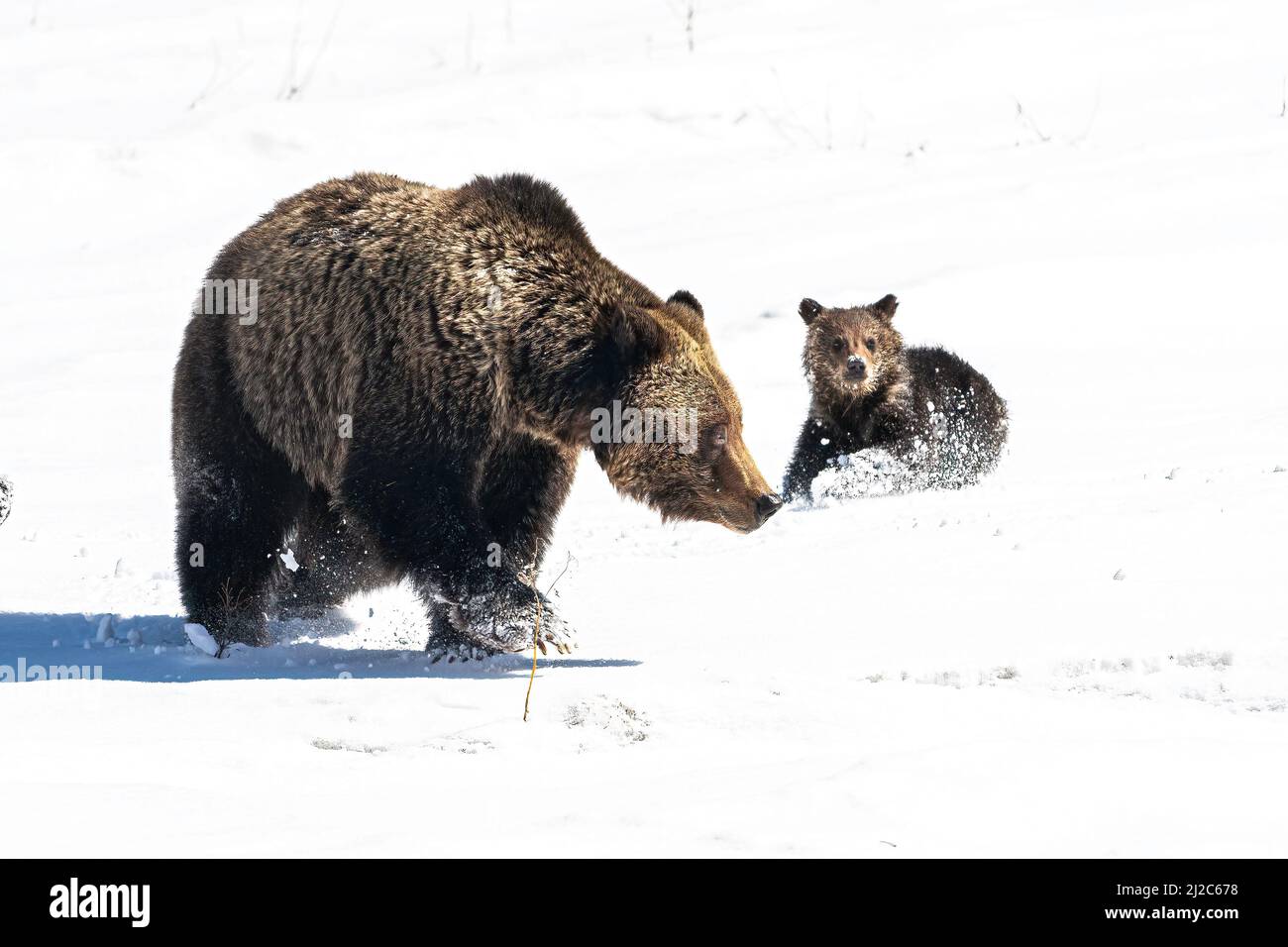 Orso grizzly e lupetti Foto Stock