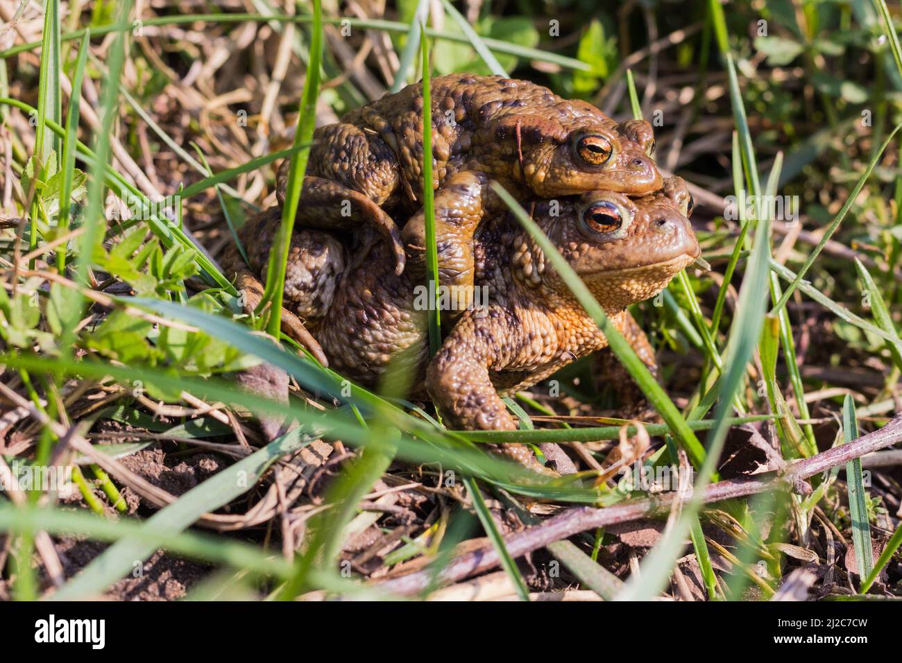Coppia comune di accoppiamento (Bufo Bufo) in erba Foto Stock