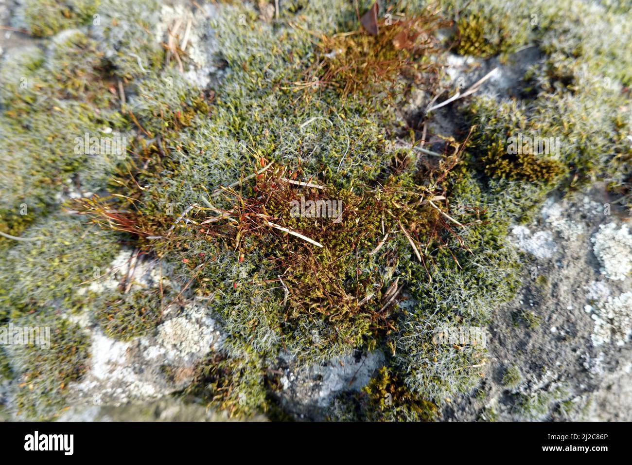 Polster-Kissenmoos (Grimmia pulvinata) und Mauer-Drehzahnmoos (Tortula muralis), Nordrhein-Westfalen, Deutschland, Weilerswist Foto Stock