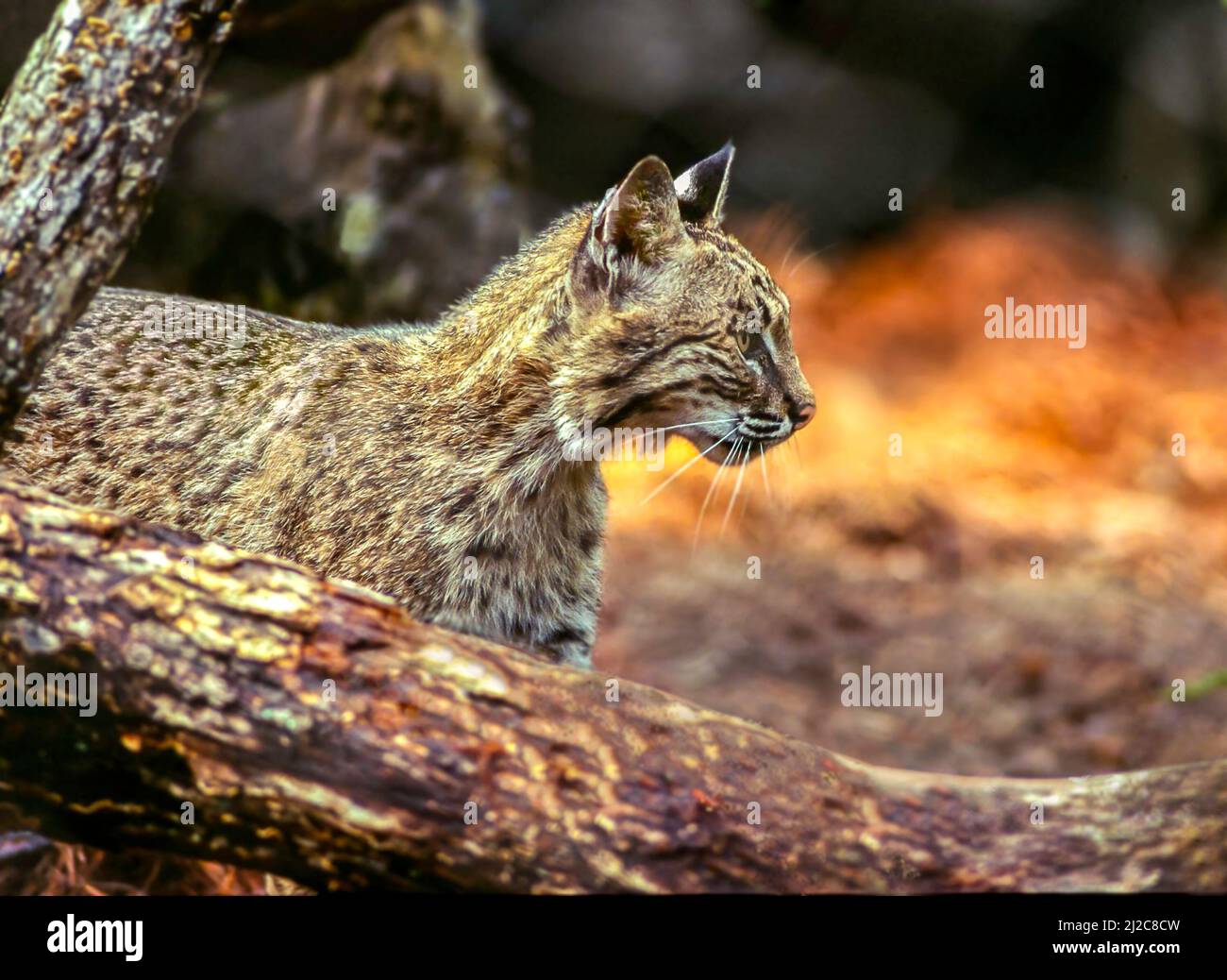 North American Bobcat (Lynx rufus) #1 al North Carolina Zoological Park, Asheboro NC Foto Stock