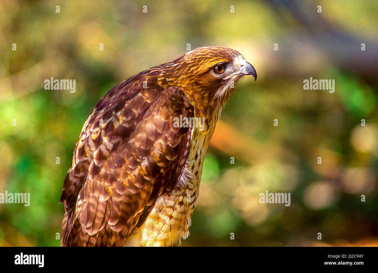 Peregrine Falcon allo Zoo del North Carolina Foto Stock
