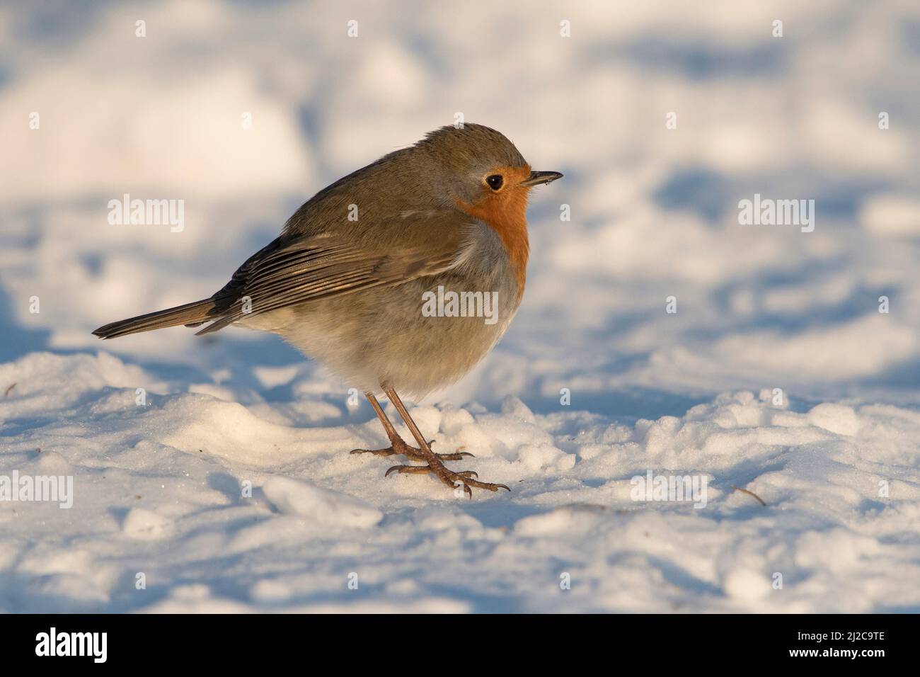 Robin europeo (Erithacus rubecula) in piedi sulla neve nelle dune Foto Stock