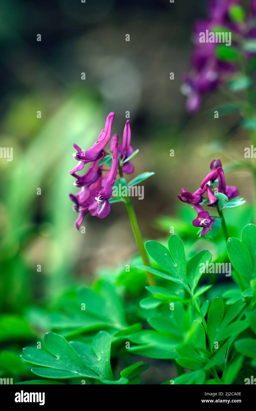 Corydalis solida uccello viola, foglie di felce, fiori viola, fiore viola, fiore, fioritura, ombra, ombreggiato, giardino ombreggiato, giardini, giardino boschivo, primavera i. Foto Stock