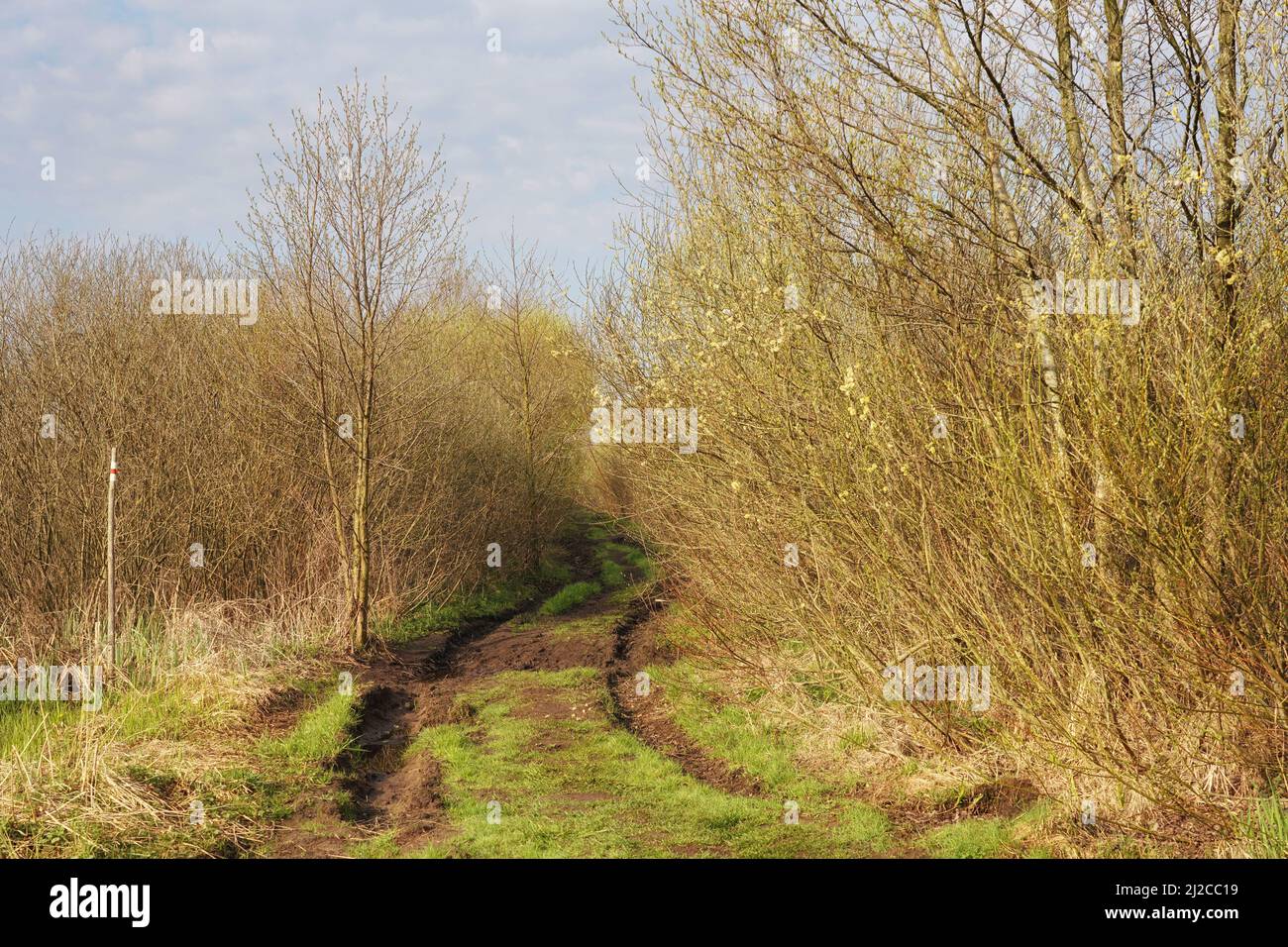 Strada bagnata attraverso le paludi di Biebrza, sentiero turistico, paesaggio di aprile, verde primaverile di erba e cespugli Foto Stock