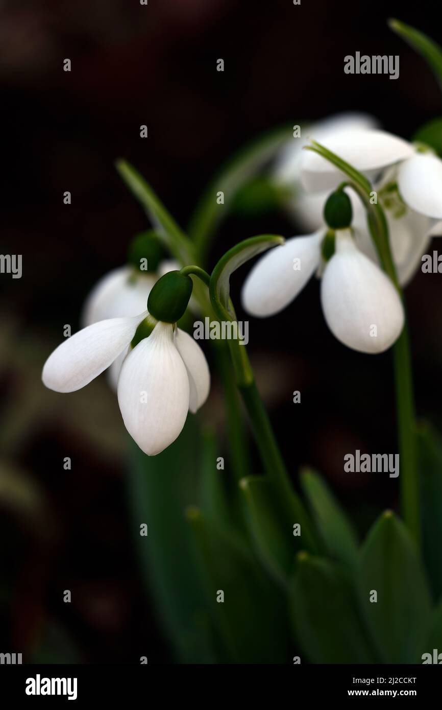 Orso polare Galanthus, snowdrop ibrido, marcature verdi, snowdrop a fiore ritardato, Snowdrop, gocce di neve, primavera, fiore, fiori, marcatura verde, marcature, marcature, mar Foto Stock