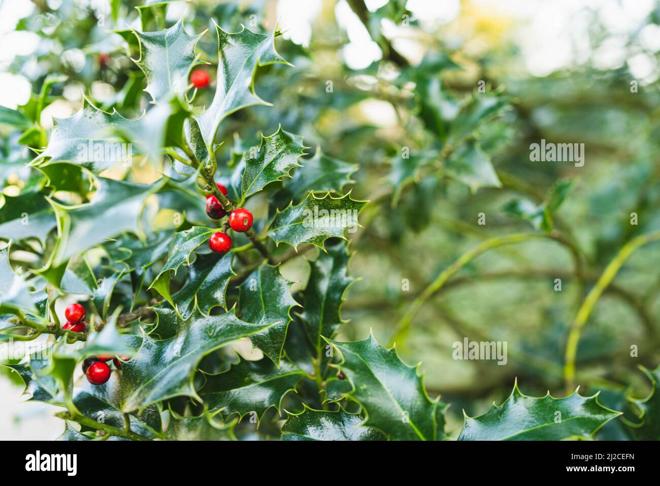 Rami di ilex in primavera verde scuro e rosso Berrys Foto Stock