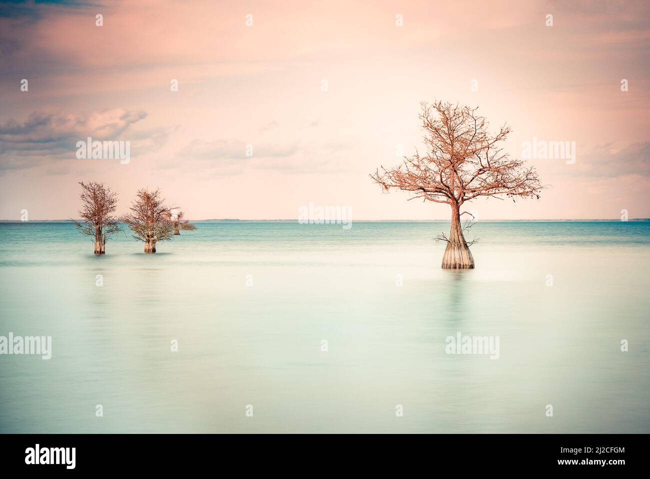Immagine minimalista di tre alberi cipressi vedere nel lago tranquillo Foto Stock