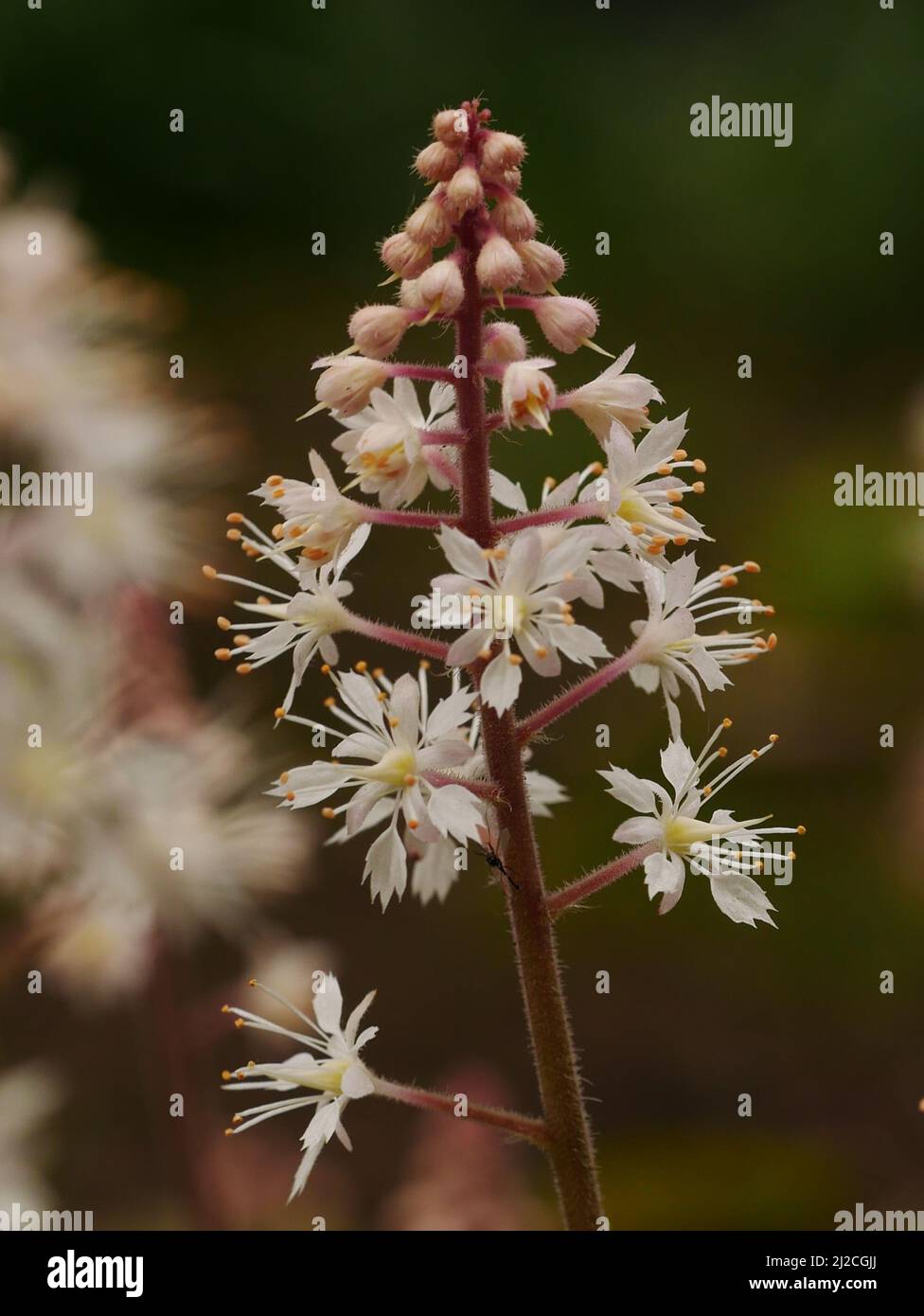 Fiore di tiarella bianca in primavera Foto Stock