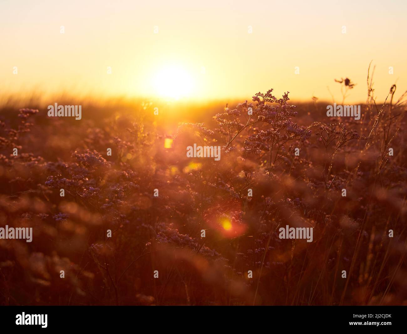 Prato di fiori all'alba al mattino. Messa a fuoco selettiva. Foto Stock