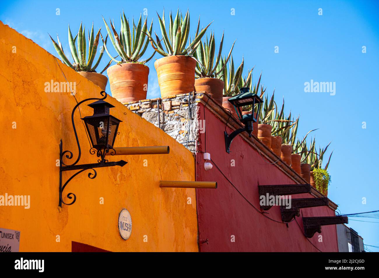 Succulenti che crescono dalla stanza di un edificio. San Miguel de Allende, Guanajuato, Messico Foto Stock