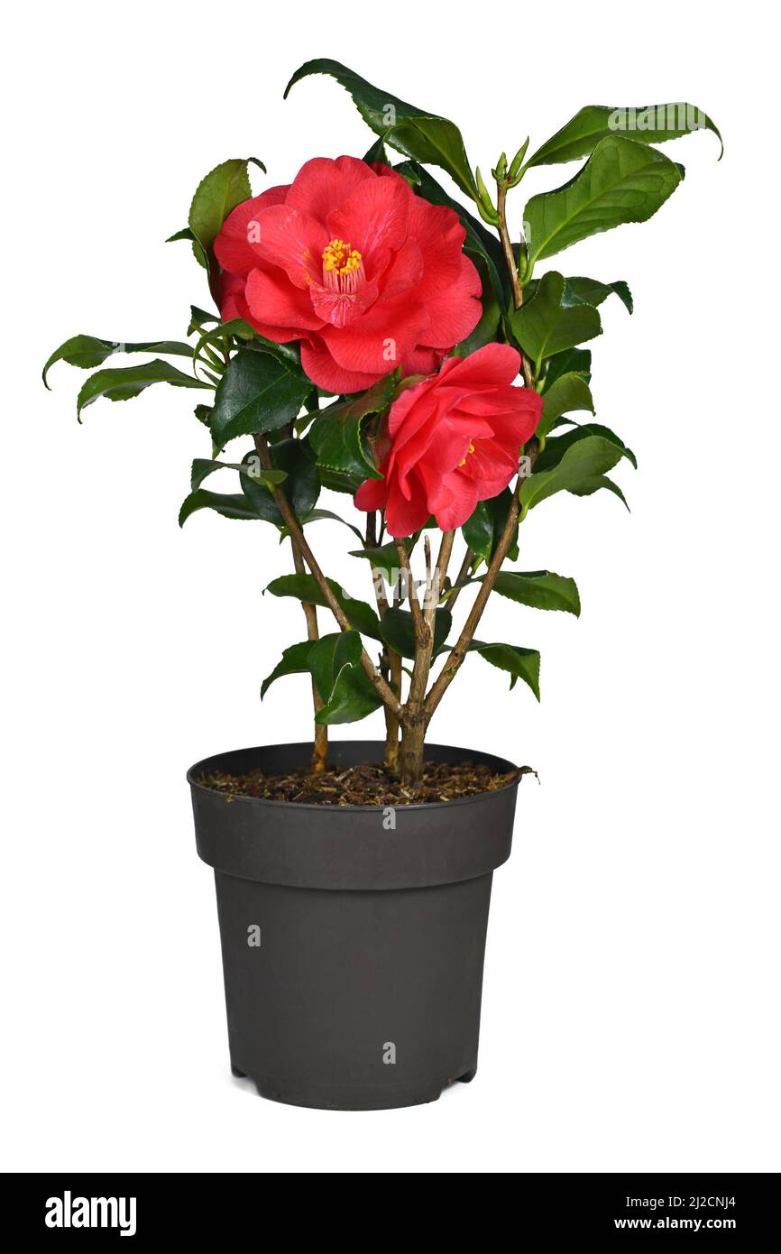 Fiore rosso Camellia Japonica in vaso su sfondo bianco Foto Stock