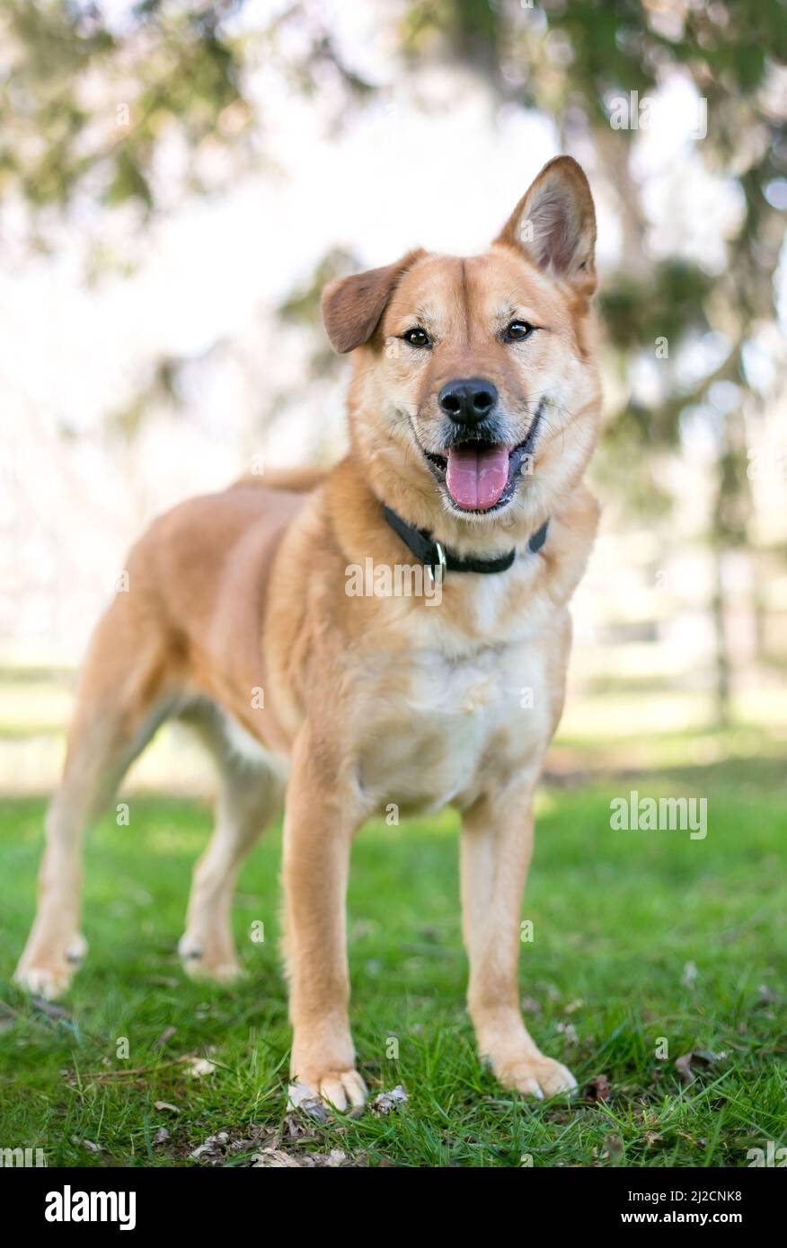 Un cane di razza mista con un orecchio piegato e un orecchio diritto in piedi all'aperto Foto Stock