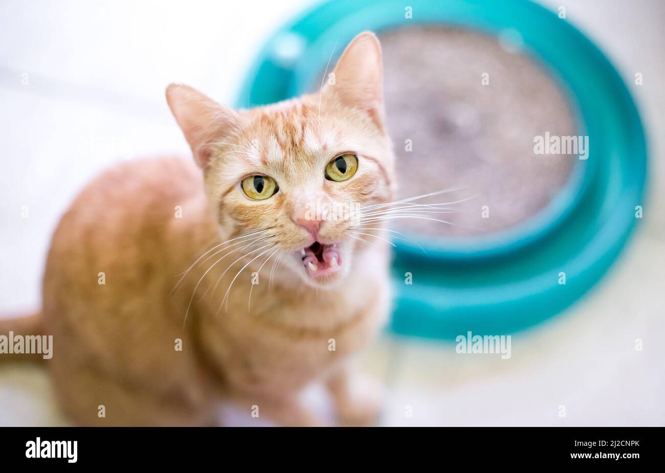 Un gatto shorthair di tabby arancione seduto accanto ad un giocattolo di arricchimento e meowing Foto Stock