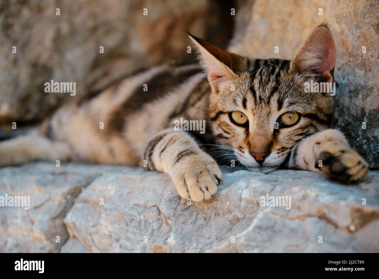 Gatto randagio giacente sulle rovine dell'antica città di Efeso in Turchia Foto Stock