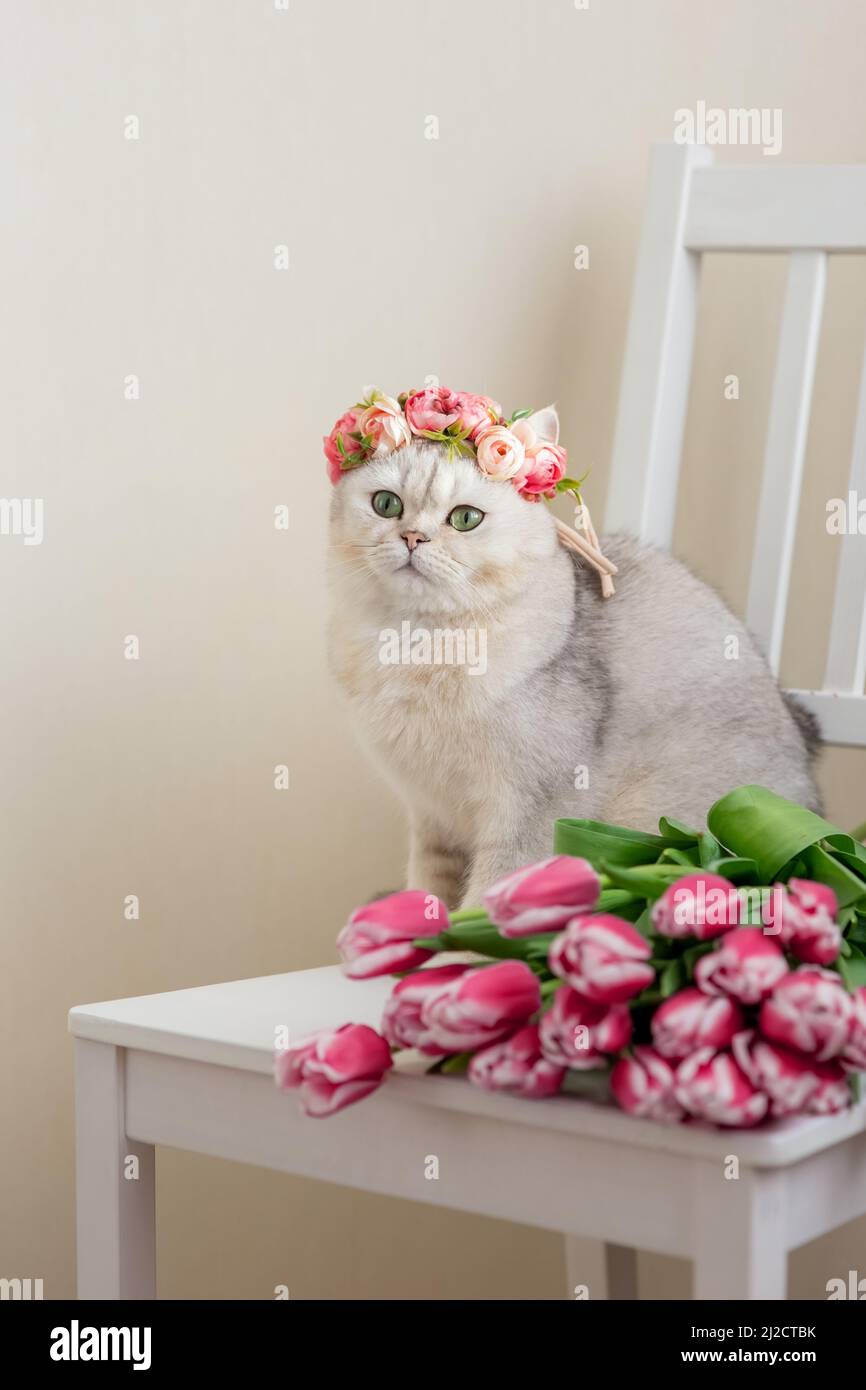 Un bel gatto bianco in una corona di fiori rosa, si siede con bouquet di tulipani rosa, su uno sfondo chiaro. Foto Stock